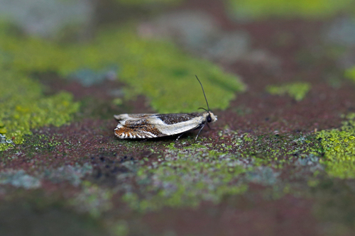 Dobilinis Ancylis nuotrauka