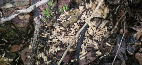 Burchell's Army Ant (Eciton burchellii)