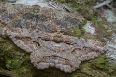 Coremecis nigrovittata