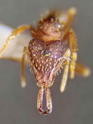 Strumigenys pariensisStrumigenys pariensis