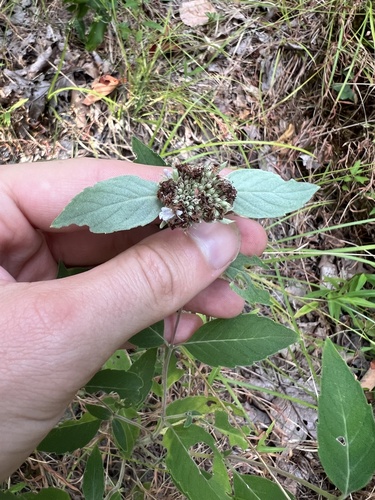 Hoary Mountainmint (Pycnanthemum incanum)
