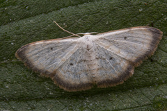 Scopula usticinctaria