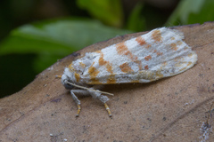 Nephelomilta effracta