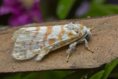 Nephelomilta effracta