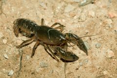 Procambarus liberorum