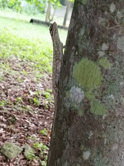 Draco spilopterus