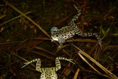 Lithobates areolatus circulosus