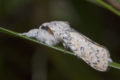 Calliteara cerigoides