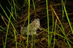 Lithobates areolatus circulosus