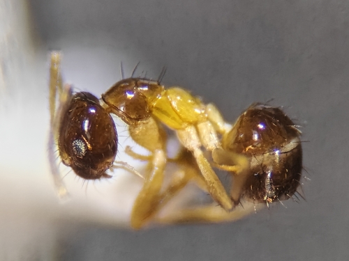 Nylanderia semitinctaNylanderia semitincta