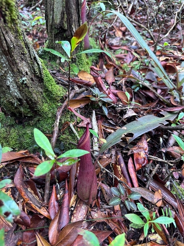 Nepenthes albomarginata
