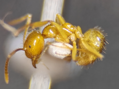 小眼尼氏蚁Nylanderia microps