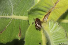 Euphoria leucographa