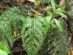 Asplenium appendiculatum appendiculatum