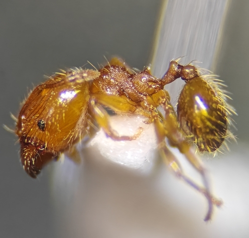 Pheidole exiguaPheidole exigua