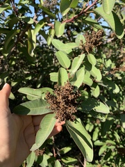 Malosma laurina