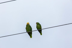 Amazona oratrix