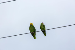 Amazona oratrix