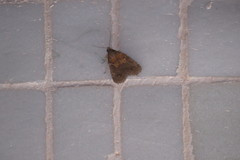 Hydrillodes abavalis