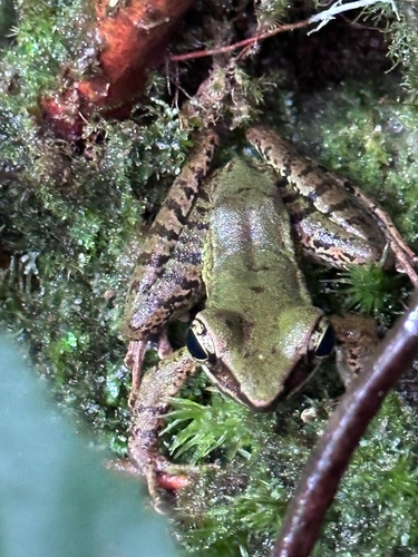 Mount Jerai Frog, Odorrana monjerai