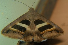 Grammodes geometrica