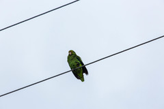 Amazona