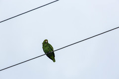 Amazona