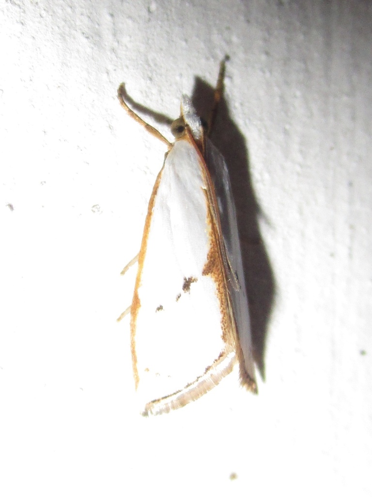 Argyria lucidella