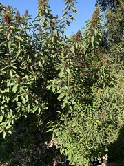 Malosma laurina
