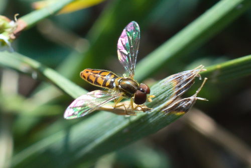 Unknown species found near Gillette, WY, USA