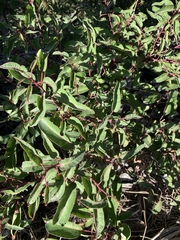 Malosma laurina
