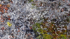 Salix herbacea