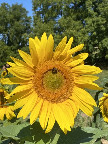 Another photo of Sunflower