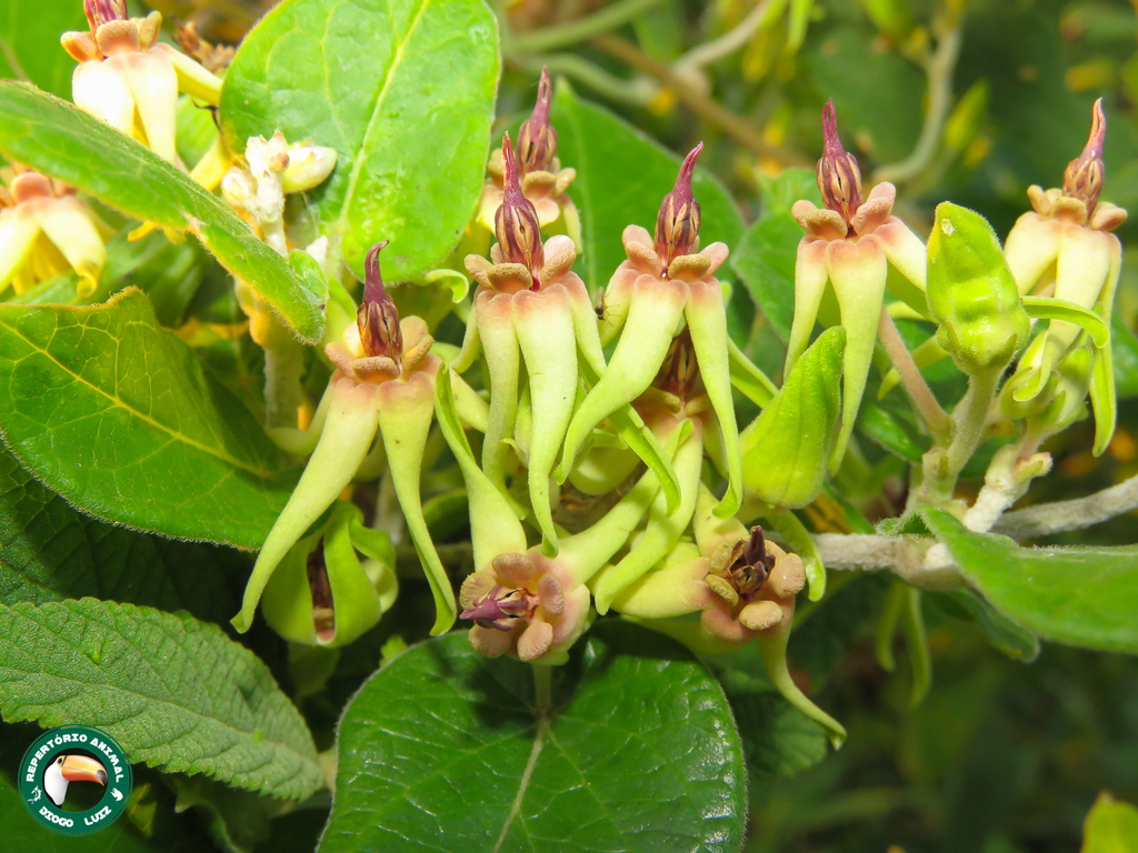 Oxypetalum banksii