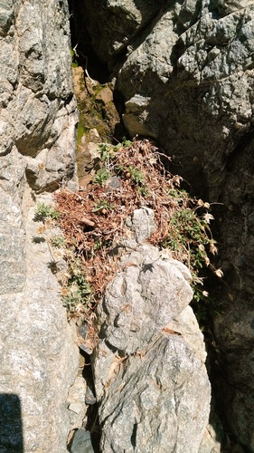 Phagnalon acuminatum