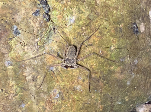 Dusky-handed Tailless Whip Scorpion