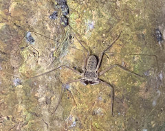 Paraphrynus raptator