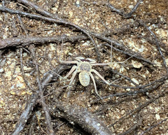 Paraphrynus raptator