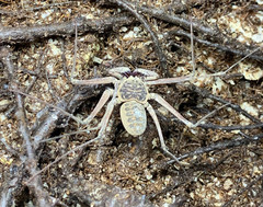 Paraphrynus raptator