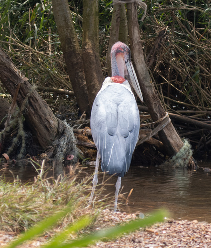 Marabou Stork (Leptoptilos crumenifer), photo 9