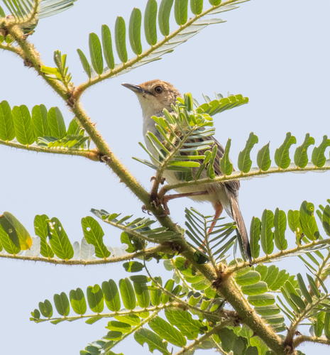 Winding Cisticola (Cisticola marginatus), photo 8