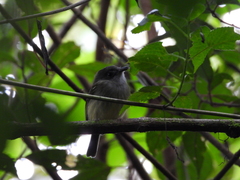 Oncostoma cinereigulare