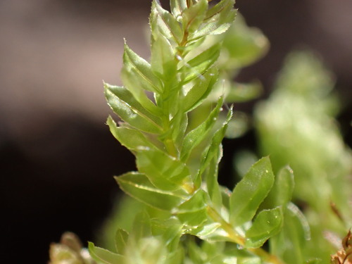 Mnium lycopodioides observed 2025-08-31