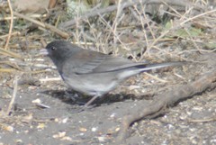 Junco hyemalis cismontanus
