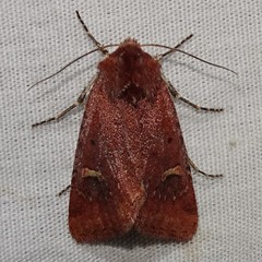 Eucoptocnemis fimbriaris