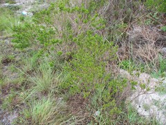 Psoralea bracteolata
