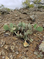 Opuntia pyrocarpa