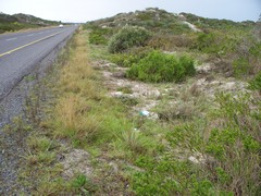 Psoralea bracteolata