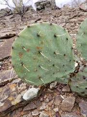 Opuntia pyrocarpa