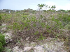Psoralea bracteolata